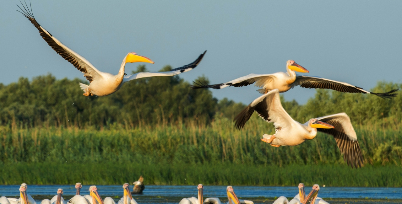 Va susține Senatul extinderea agriculturii intensive în delta Dunării? Dezbatere ascuțită între cei ce vor să susțină activitățile agricole și cei care vor să să protejeze în continuare această bijuterie UNESCO