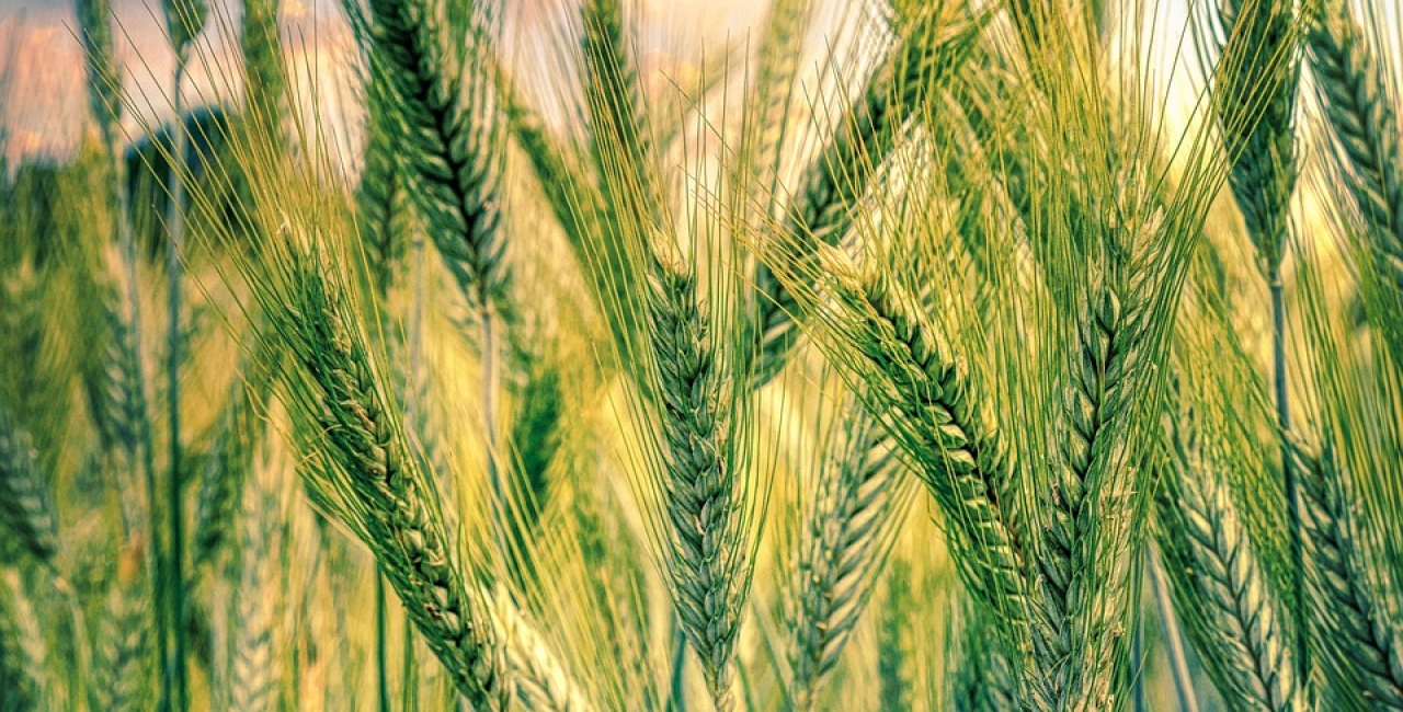 Agrivoltaic: reconcilierea conformității cu standardele și optimizarea randamentelor agricole și solare