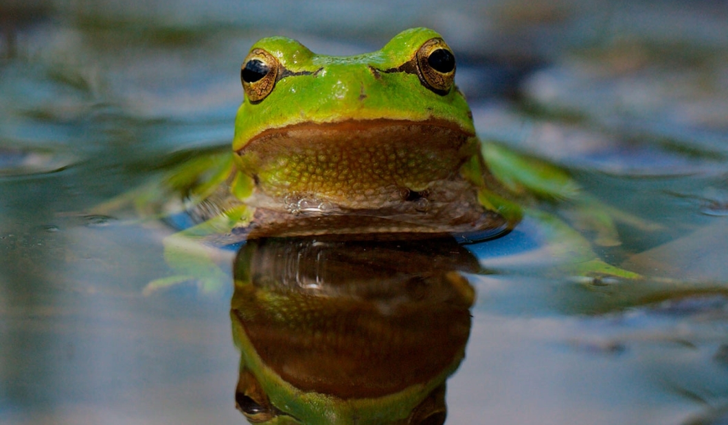 Progrese în ceea ce privește biodiversitatea, dar sunt necesare acțiuni mai rapide pentru a proteja alimentele, apa, economia și natura Europei, arată un raport