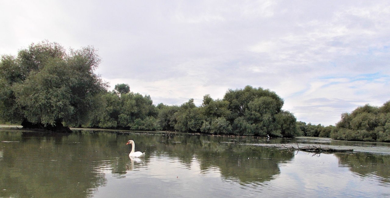 Delta Dunării, ucisă la bucată: Cum vrea birocrația de la Tulcea să schimbe peștele pe tractoare la Mahmudia