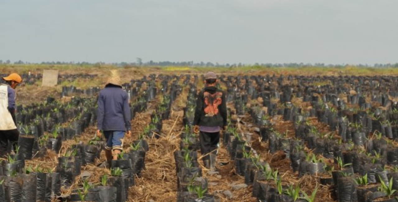 Amprenta UE asupra defrișărilor globale: de ce aplicarea regulamentului EUDR poate schimba lanțurile internaționale de aprovizionare