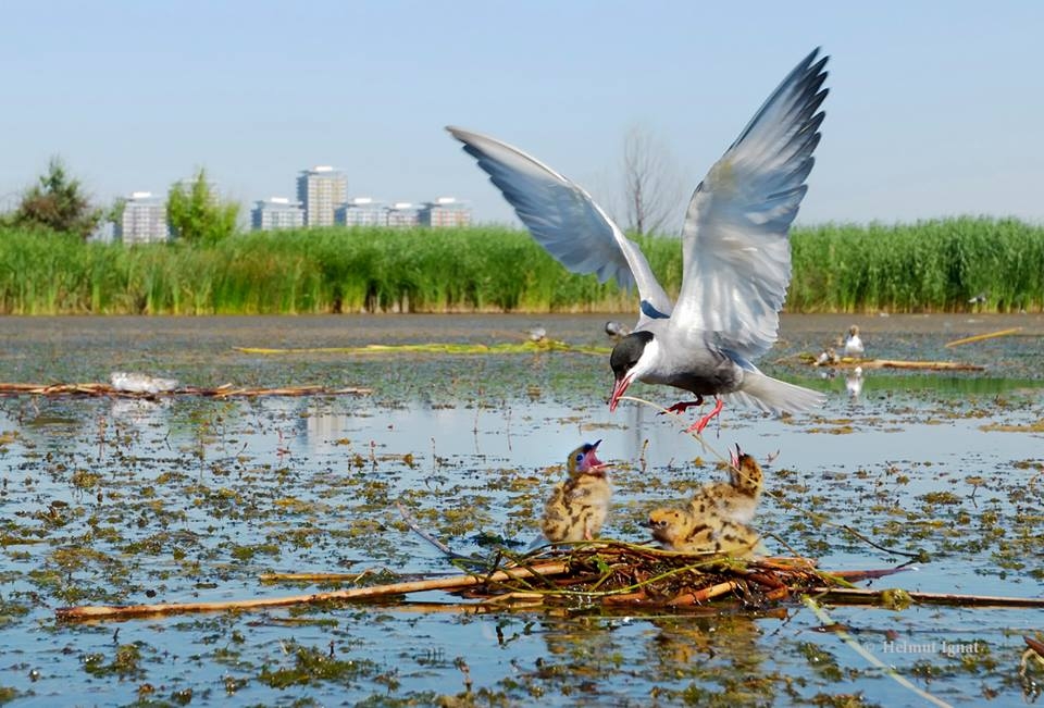 Parcul Natural Văcărești a fost atribuit spre administrare până în 2027