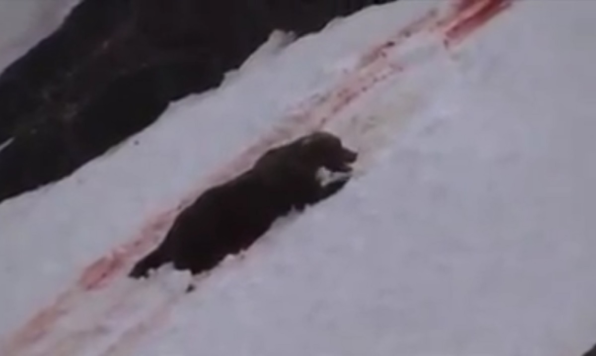 Imagini șocante: Un urs grizzly este împușcat de doi vânători - VIDEO