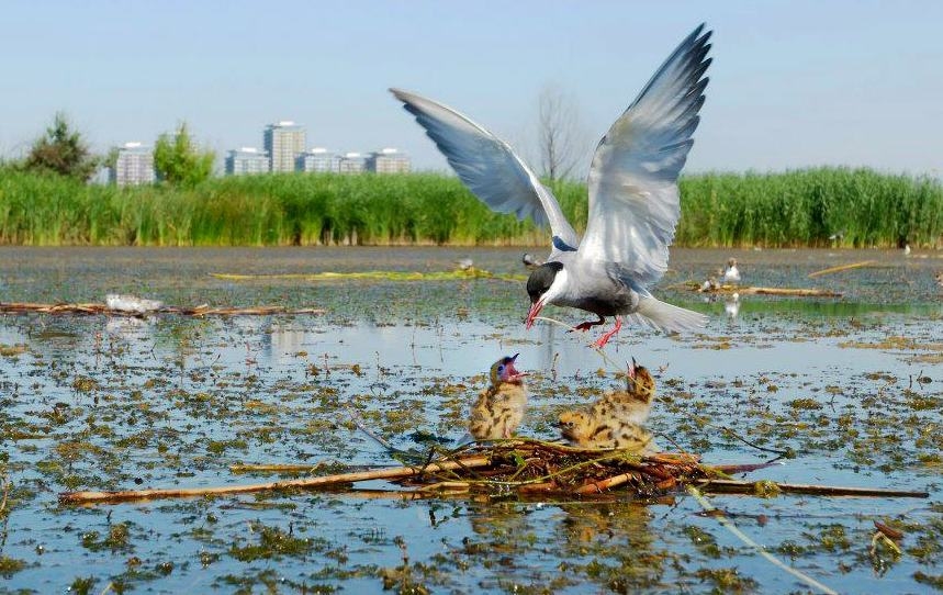 "Delta Bucureştiului", arie naturală protejată