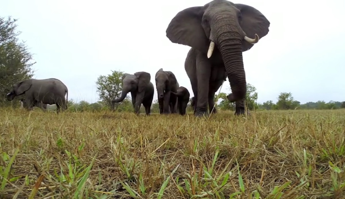 Imagini inedite: Ce se întâmplă când elefanții găsesc o cameră GoPro - VIDEO