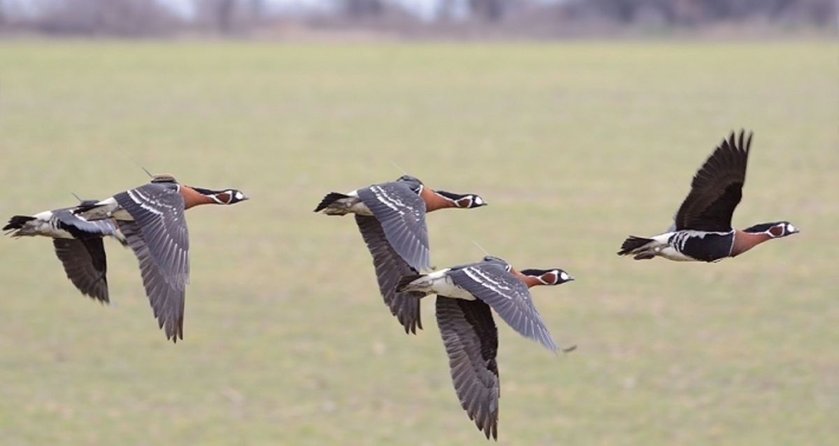 Lista Roșie a Păsărilor din Europa, întocmită de CE și de BirdLife. Una din cinci specii este amenințată cu dispariția