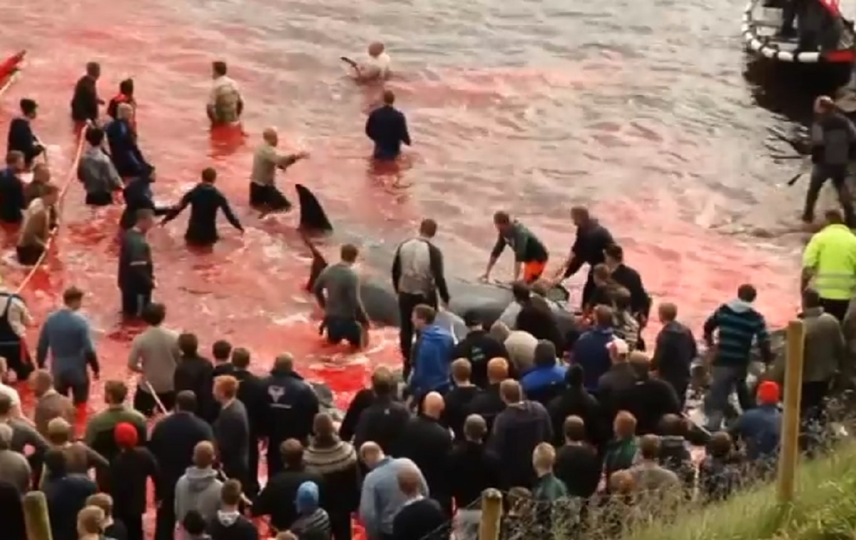 Tradiție sângeroasă: Sute de balene, masacrate în fiecare an în Insulele Feroe - VIDEO