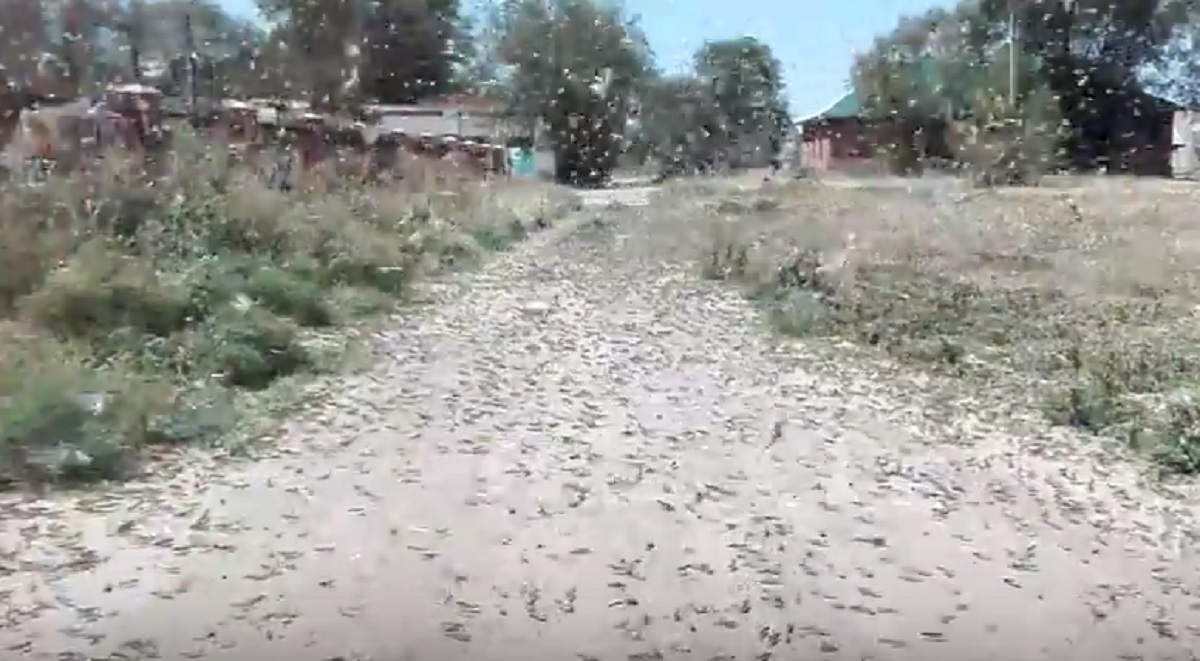 Stare de urgență în Rusia, după o invazie de lăcuste - VIDEO