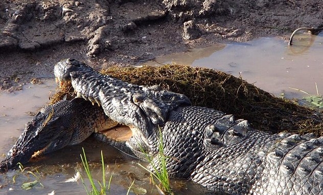 Luptă sângeroasă între crocodili în Parcul National Kakadu, sub ochii înmărmuriți ai turiștilor/VIDEO