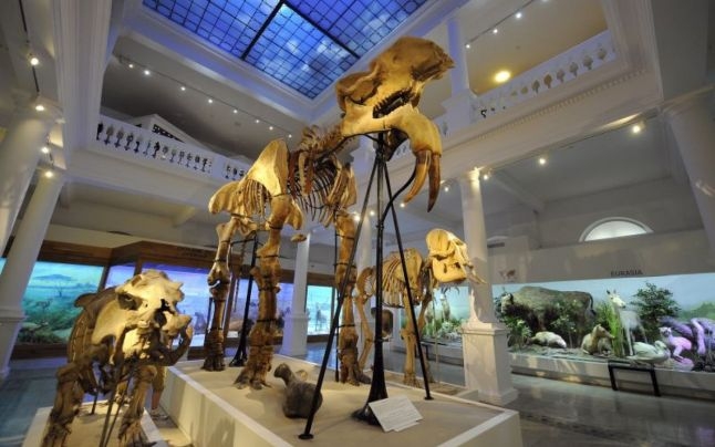 Schelet al strămoşului elefantului, vechi de 7-8 milioane de ani, găsit în judeţul Vaslui