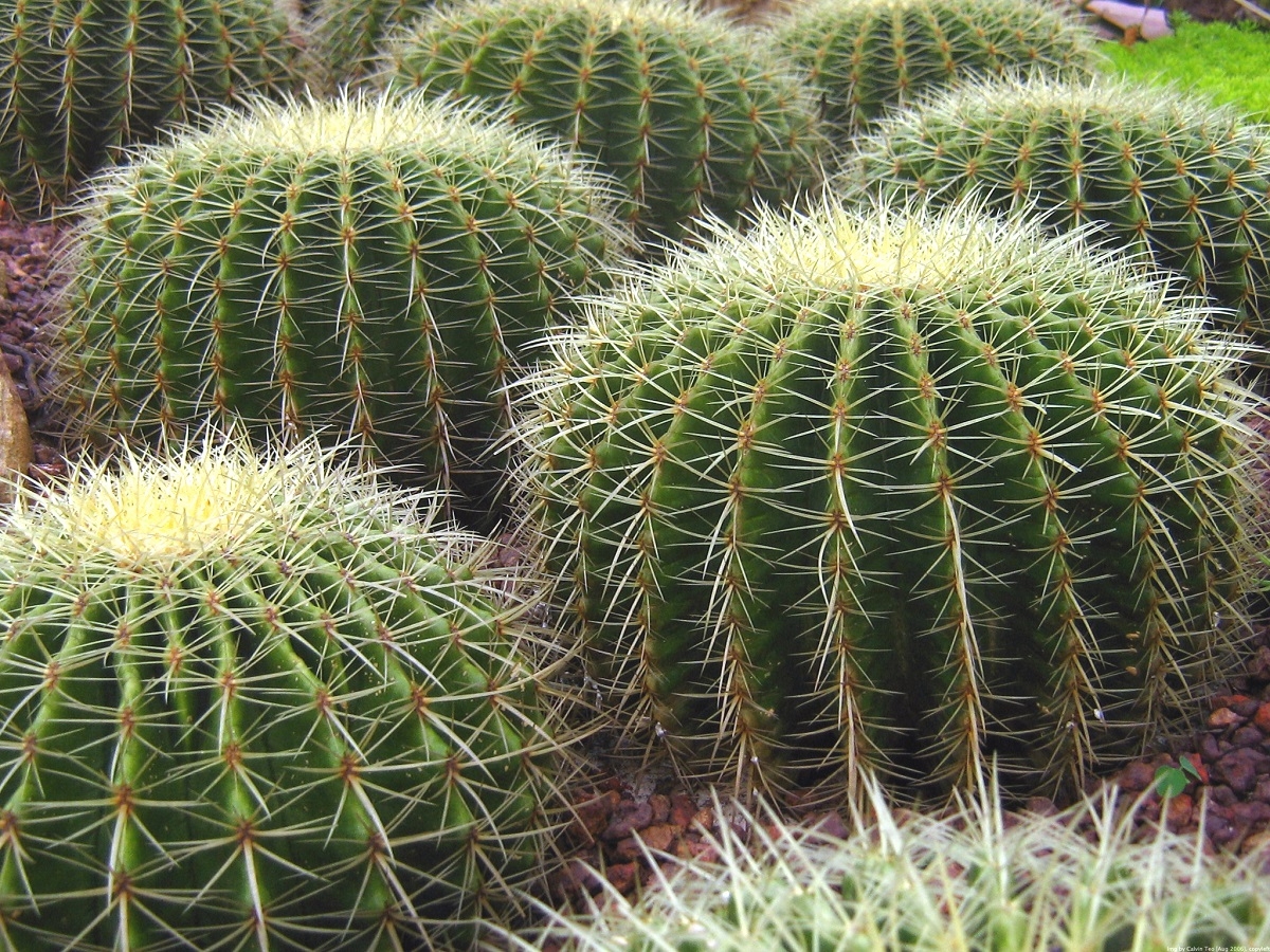 O treime din speciile de cactus din lume, în pericol de extincție
