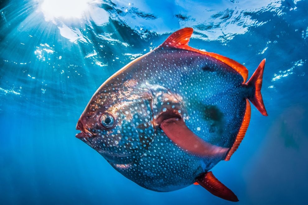 Opah, peștele lună, singura specie cu sângele cald