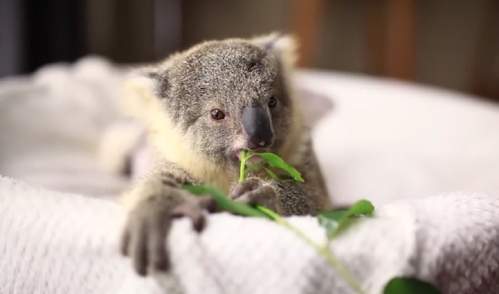 Imagini înduioșătoare: Un pui de urs koala îngrijit de oameni împlinește un an - VIDEO