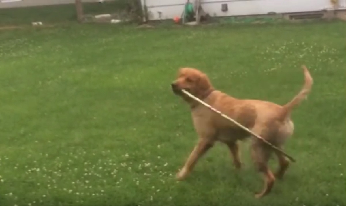Imagini amuzante: Cum se joacă un câine cu un cerc Hula Hoop - VIDEO