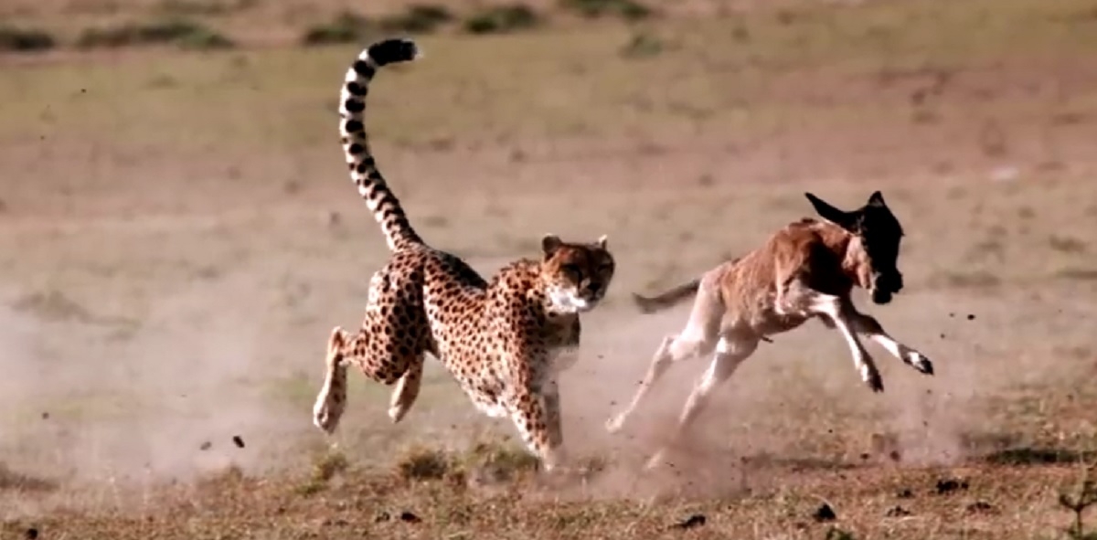 BBC lansează documentarul ”The Hunt” - VIDEO