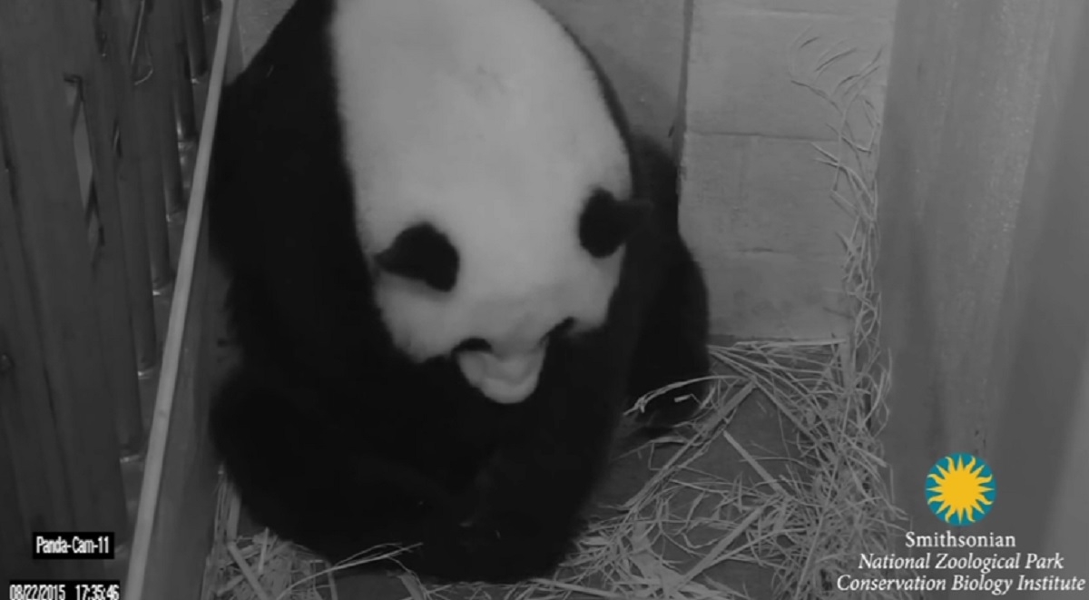 Doi urși panda, născuți în captivitate - VIDEO