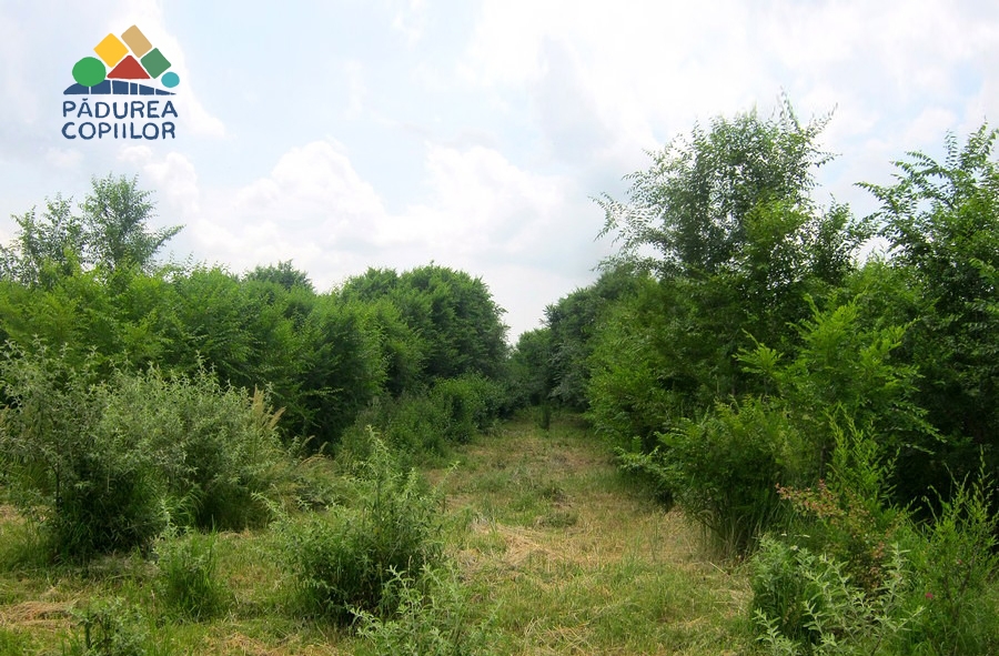 Asociația Pădurea Copiilor își extinde aria de împăduriri cu Ariceștii Rahtivani