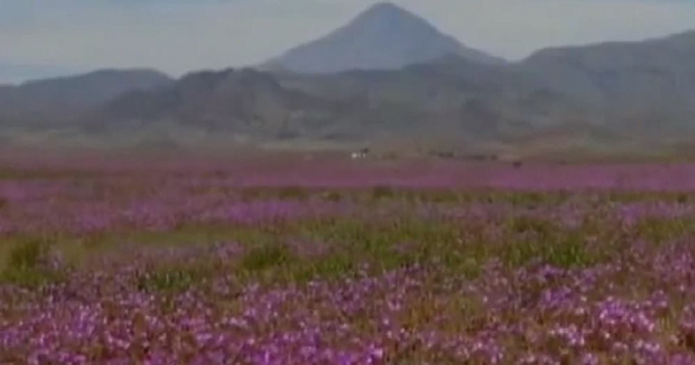 Fenomen inedit: Deșertul Atacama, acoperit de flori - VIDEO
