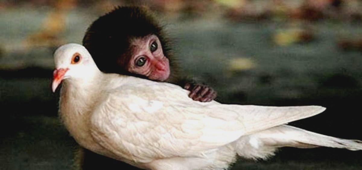 A șasea extincție în masă a speciilor de animale. Și oamenii se vor afla, probabil, printre speciile care vor dispărea