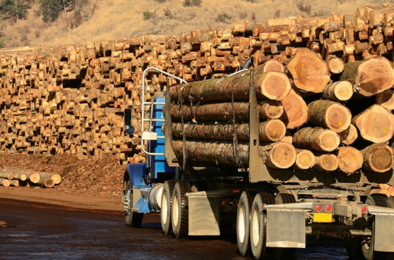 Guvernul vrea să suspende prin ordonanţă exportul de materiale lemnoase