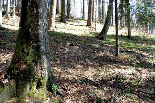 Legea contravențiilor silvice trebuie să rămână eficientă în combaterea tăierilor ilegale