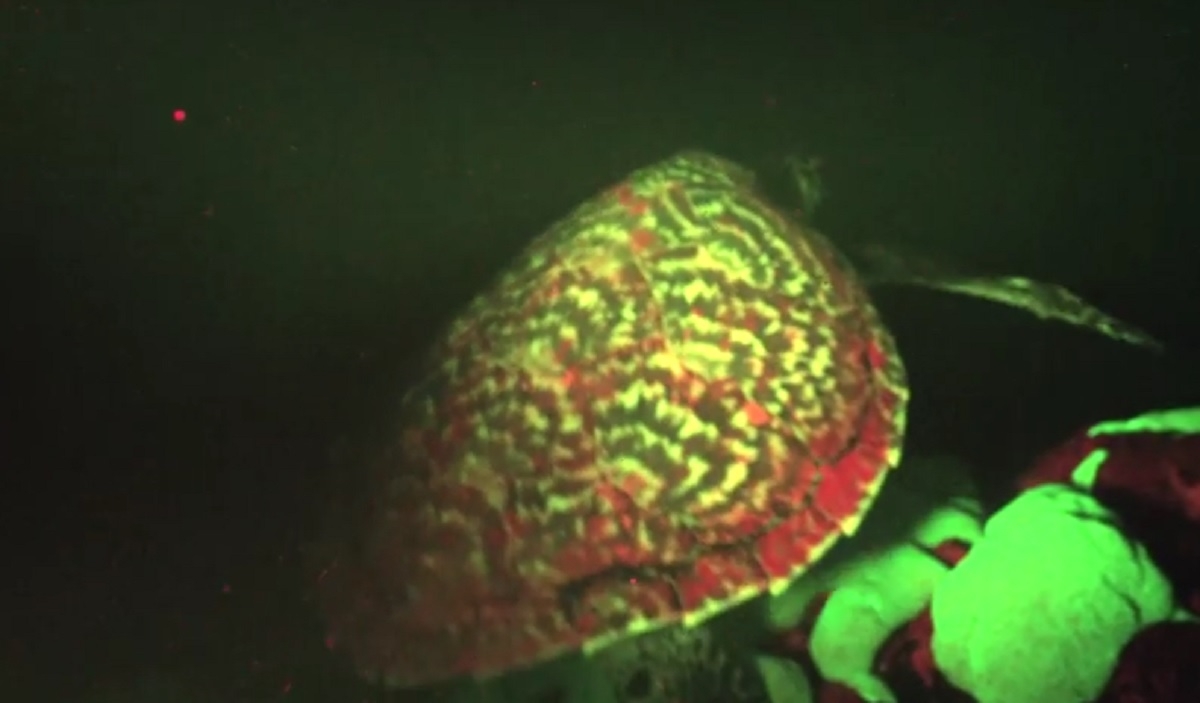 Prima broască țestoasă biofluorescentă, descoperită în Oceanul Pacific - VIDEO