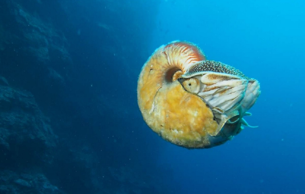 O specie de Nautilus, văzută pentru prima dată după 30 de ani: ”Ar putea fi cel mai rar animal din lume”