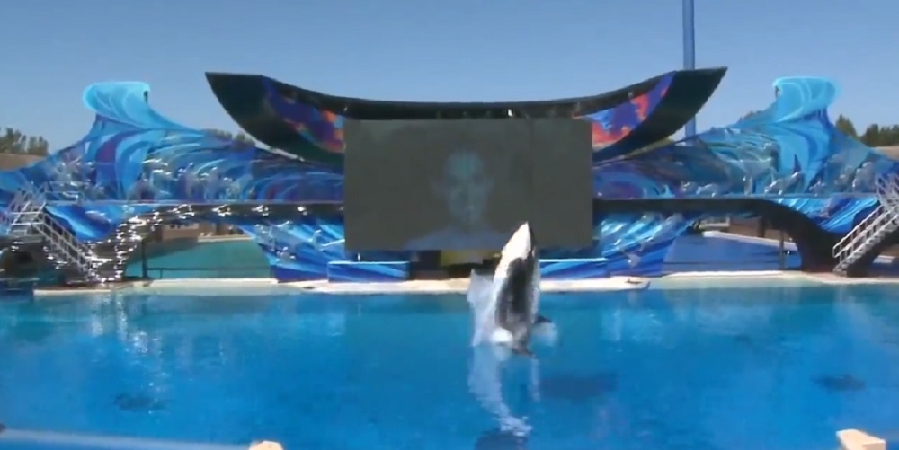 SeaWorld va înceta spectacolele cu balene ucigașe în San Diego - VIDEO