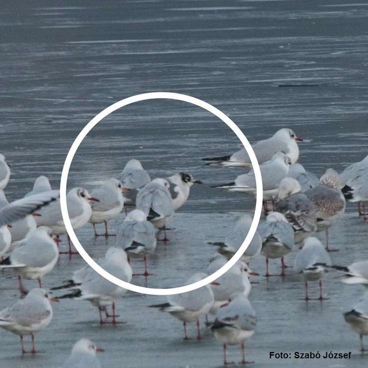 Apariția unei noi specii în fauna României în Oltenia: pescărușul american