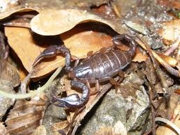 Prima hartă a distribuției scorpionului românesc