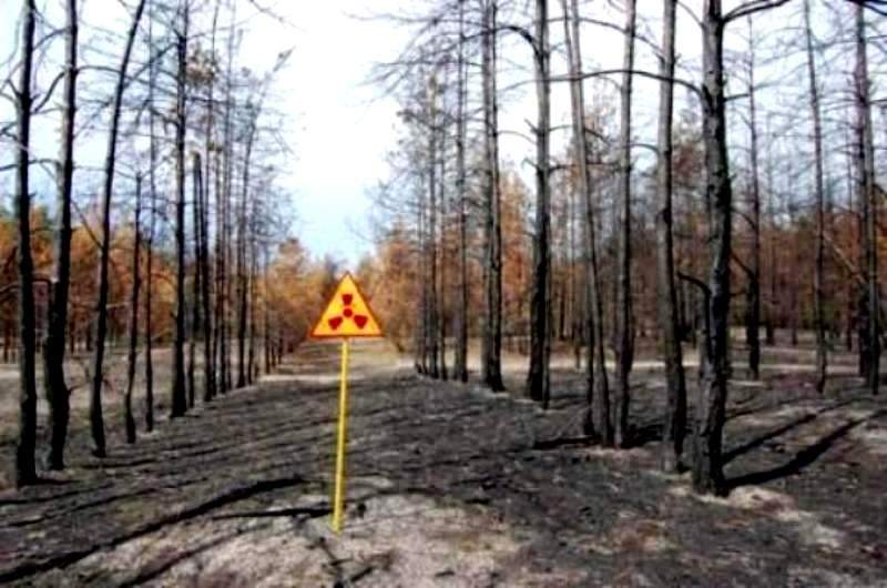 Copacii-zombi de la Cernobîl. Deşi morţi, refuză să dispară