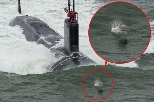 Un grup de delfini a escortat un submarin nuclear american în apele oceanului /VIDEO
