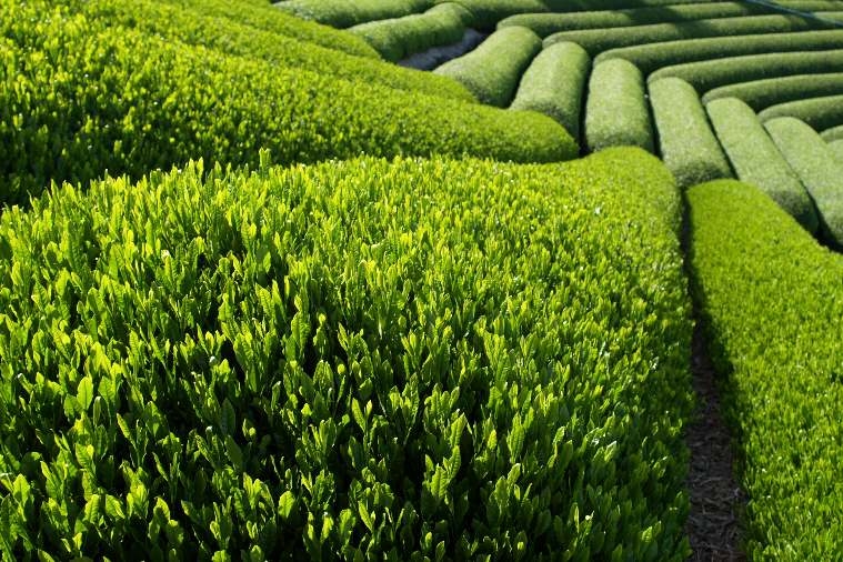 Ceaiul verde, din ce în ce mai folosit în industria cosmetică