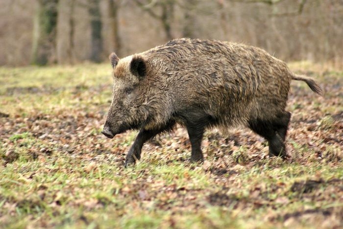 Explicațiile experților după ce un mistreţ radioactiv a fost împuşcat în Suceava