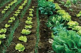 Studiu: agricultura organică nu este atât de sustenabilă. Ce spun promotorii români ai agriculturii organice