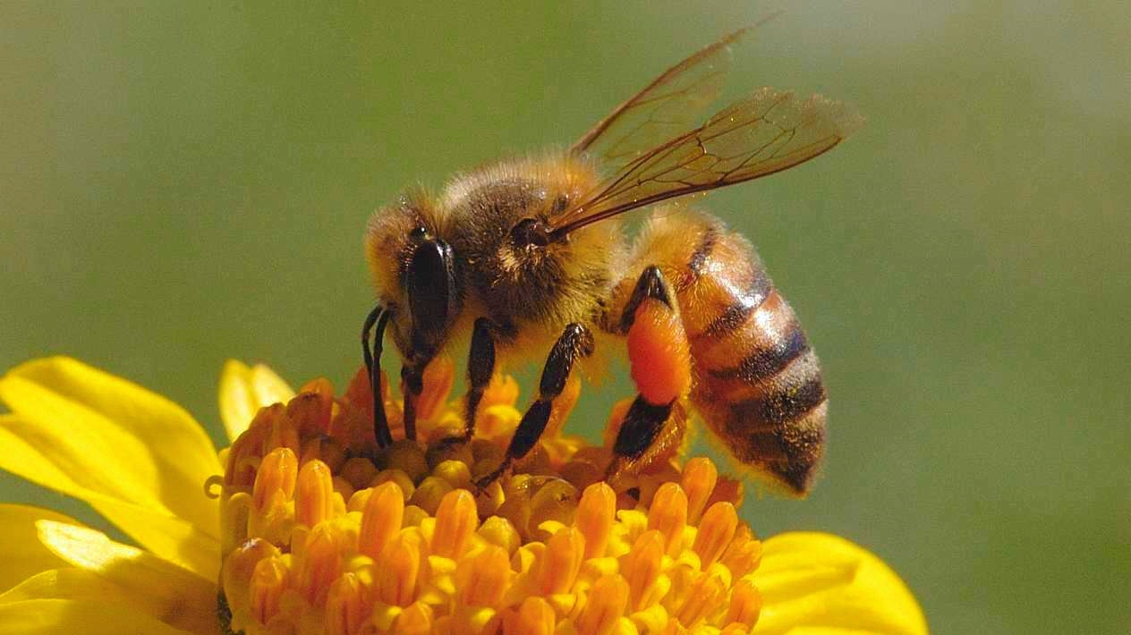 Albinele suferă din cauza schimbărilor climatice, poluării şi a precipitaţiilor acide care contaminează nectarul florilor