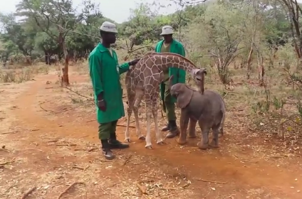 Prietenie inedită între un pui de girafă și un pui de elefant - VIDEO