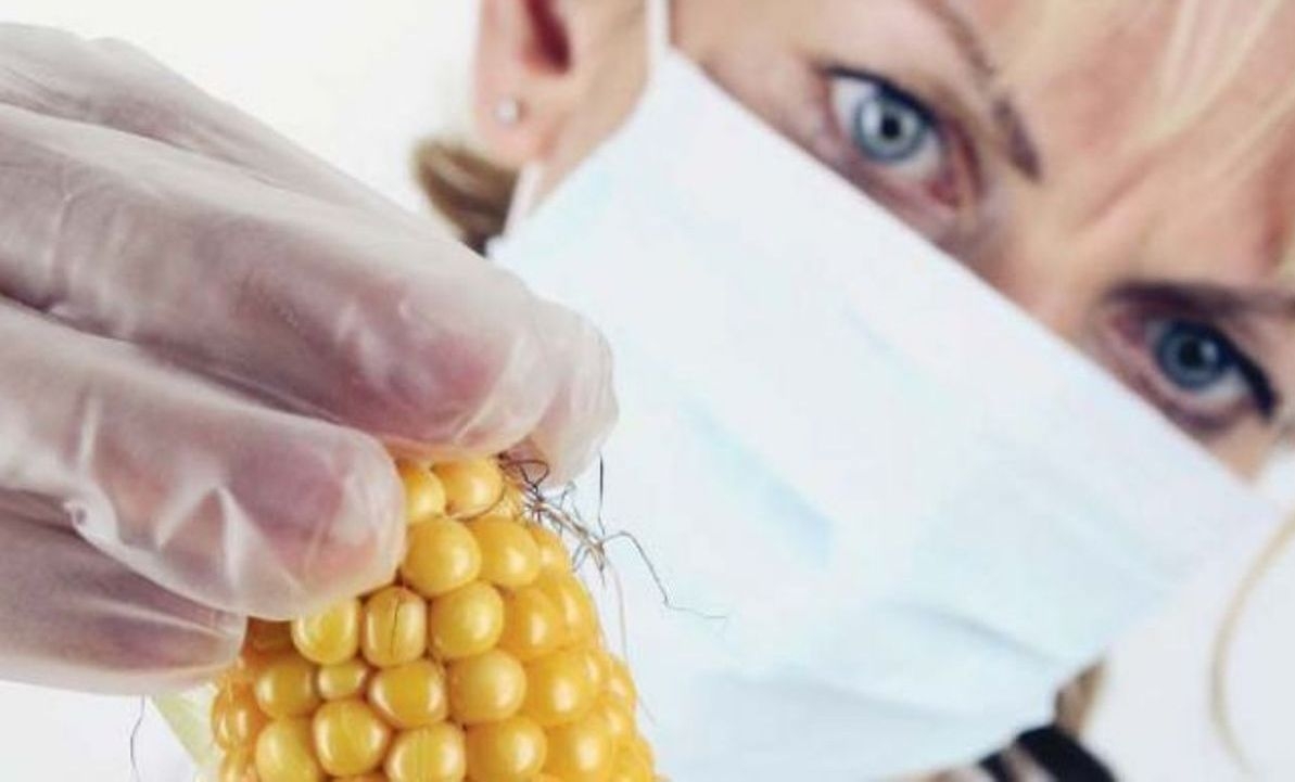Societatea civilă cere dezbateri transparente pe tema organismelor modificate genetic