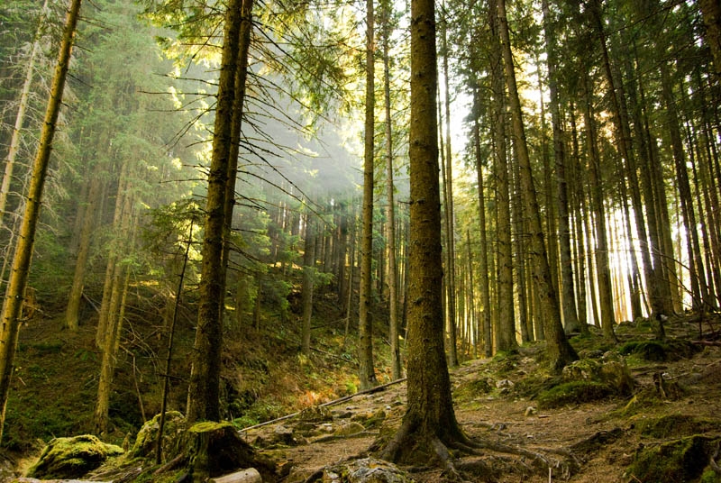 Europa trebuie să investească substanțial în atenuarea schimbărilor climatice și în adaptarea la acestea. Estimările sumelor reale necesare variază în mod semnificativ și, în funcție de domeniul de aplicare, de amploare sau de metodologie, ele pot aj