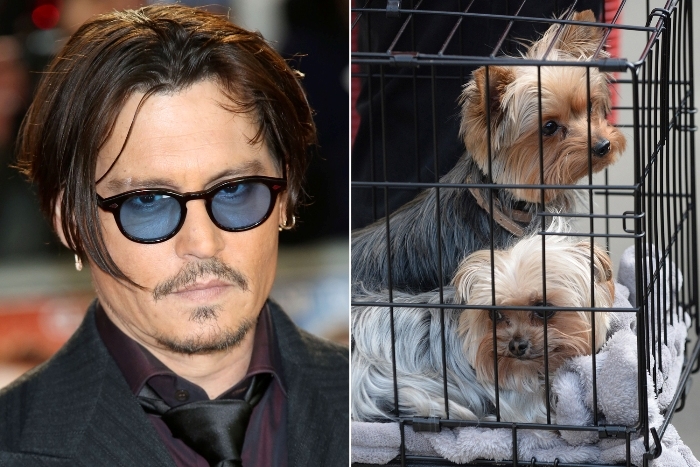 Johnny Depp riscă 10 ani de închisoare după ce i-a introdus pe Pistol şi Boo în Australia